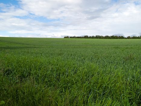Beutiful lush green field agriculture background image