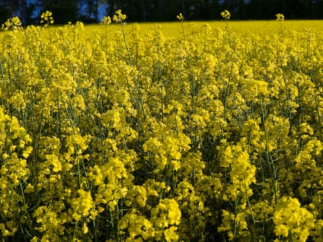 Blooming rape flowers field - alternative energy background