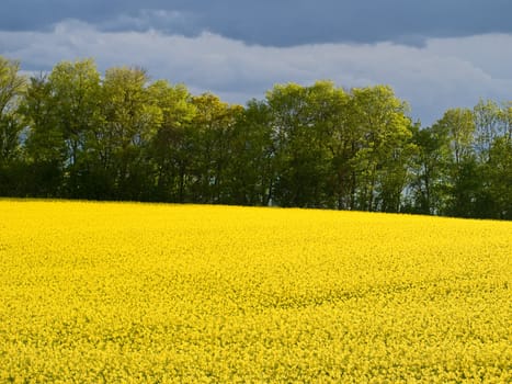 Blooming rape flowers field - modern alternative energy background