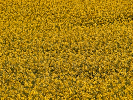 Blooming rape flowers field - modern alternative energy background