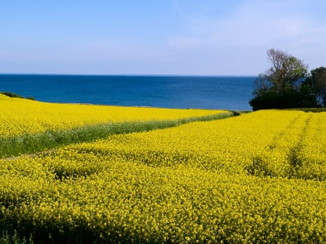Blooming rape flowers field - modern futuristic alternative energy background