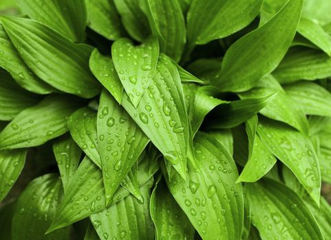 green leaves with drops after rain in spring