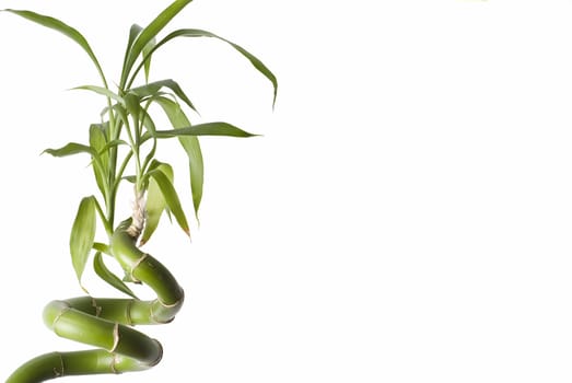 Bamboo isolated on a white background.