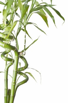 Bamboo isolated on a white background.