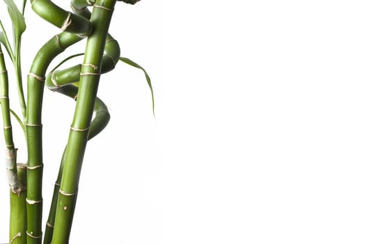 Bamboo isolated on a white background.