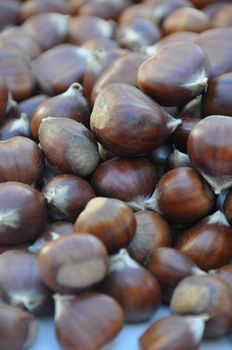Chestnut (Castanea) and the edible nuts they produce