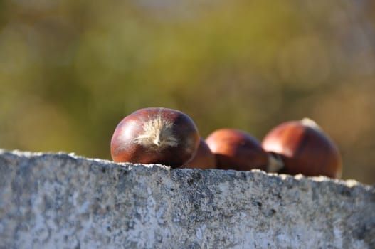 Chestnut (Castanea) and the edible nuts they produce