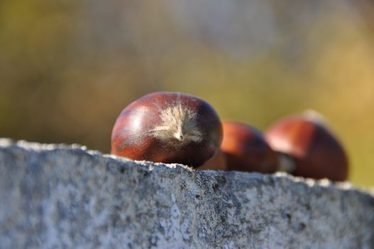 Chestnut (Castanea) and the edible nuts they produce