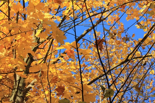 autumn and sky blue
