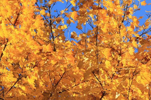 landscape autumn