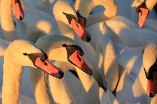 swans and sun