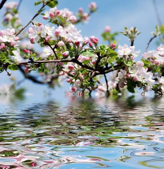 Apple tree in blossom