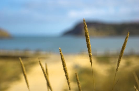 Beautiful blue bay with reeds on the first plan