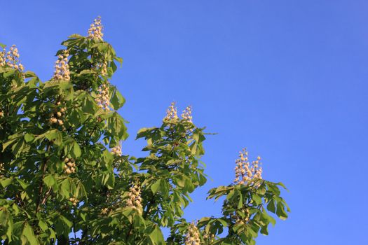Chestnut, tree, branches, leaves, flowers