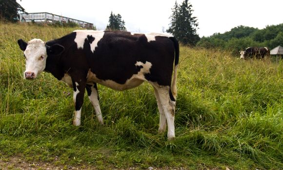 Calf on a green hill