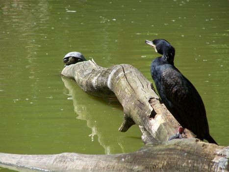 The cormorant and the turtle on the log.