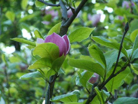 Close up of the single magnolia blossom.