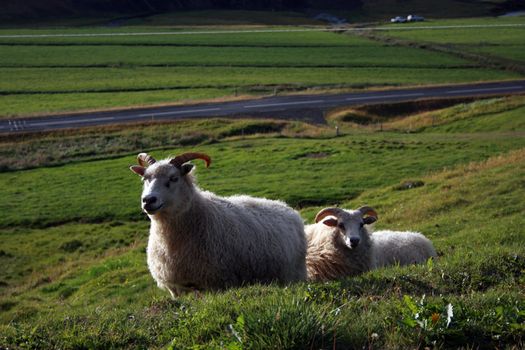 Icelandic sheep.