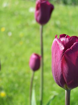 Close up of the puple tulip flower.