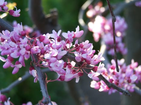 Close up of blossoms on the tree.