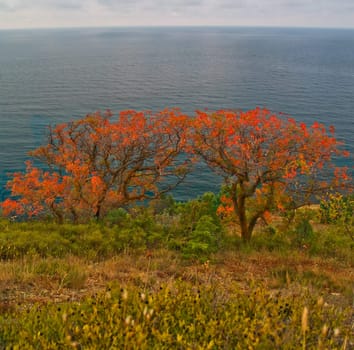 Landscape with two red trees on steep. Captured on a Black Sea, near Anapa town.