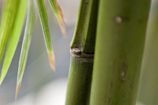 Bamboo stalk and leaves