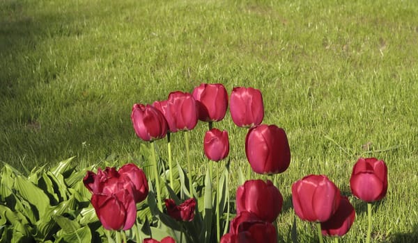 Tulips and field in Spring