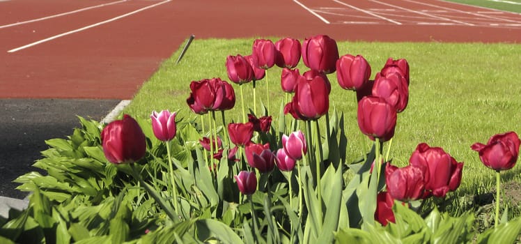 Tulips in Spring and soccer field