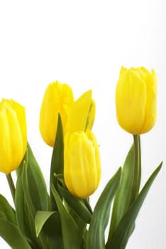 Fresh tulips isolated on white background
