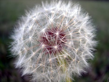 macro shot of a dandelion in my front lawn