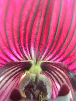 macro shot of an orchid in bloom