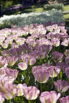 Tulips plant in Holland. Kukenhof Gardens.