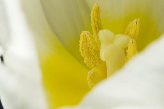 Close-up shot of the stamen of a rose tulip