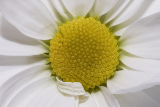 Close up of a daisy flower