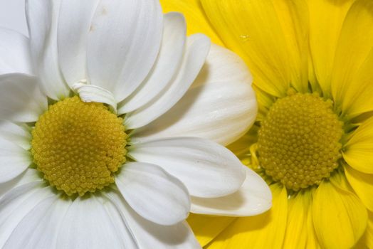 Close up of a daisy flowers. tow flowers