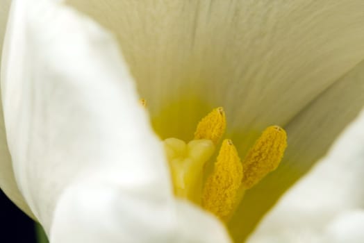 Close-up shot of the stamen of a white tulip