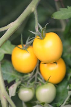 Vegetables, Yellow and Green Fresh Tomatoes on Branch