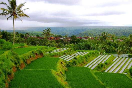 Rice fields close to the village of Pelaga. This scenic area is fast becoming a new tourist destination in Bali. Located on the Northern tip of Badung regency, about 48 km North of the capital of Bali, Denpasar.