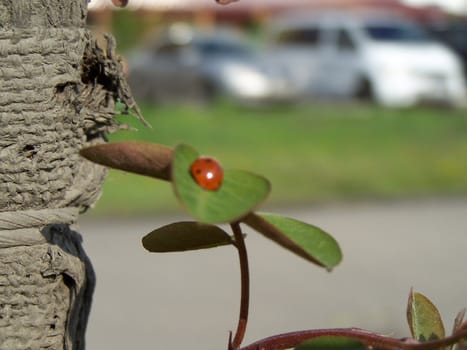 Lady-bird, leaves, trunk with ropes and cars at the background.