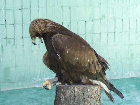 Eagle sitting on the log in the zoo.