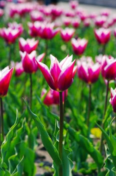 Field of Pink Tulips