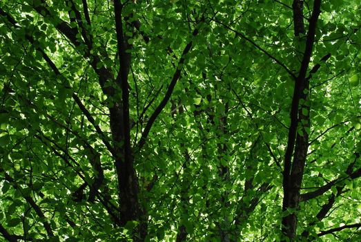 Gorgeus green leaves and tree in botanic garden (horizontal)