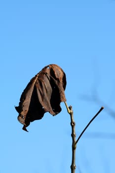 Dead leaf on a branch on blue sky