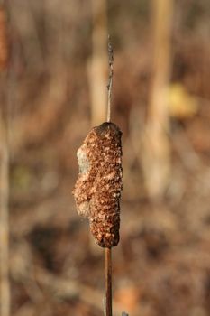 A Autumn cattail