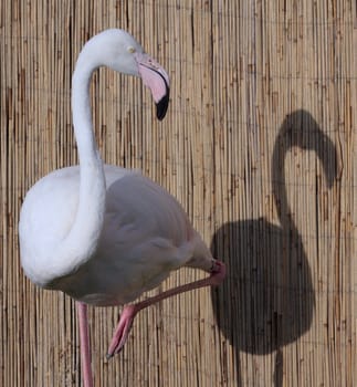 Flamingo and his shadow.