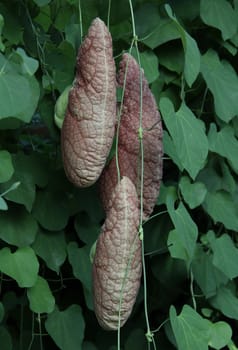 Dutchman's pipe plant flowers.