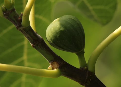 Fig ripening on the branch.