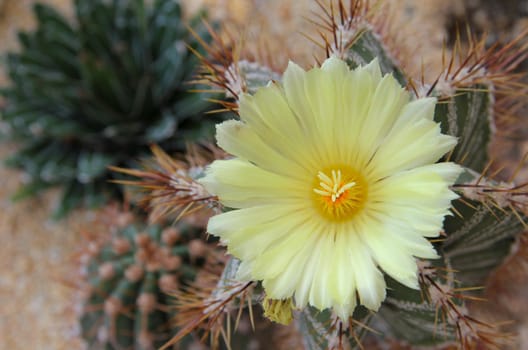 A cactus with yellow flowers.