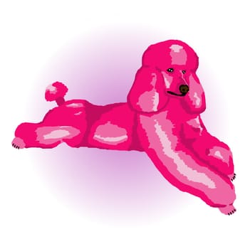 A pink poodle relaxing lying down with a purple color spot in the background - a raster illustration.