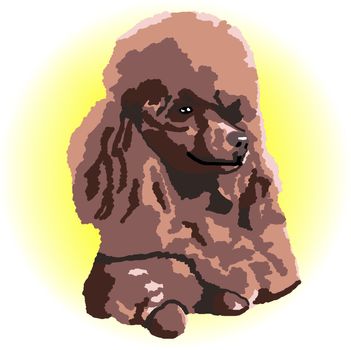 A brown poodle relaxing lying down with a yellow color spot in the background - a raster illustration.